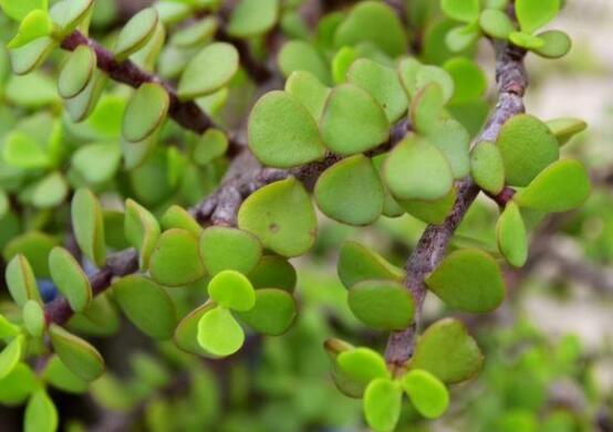 燕子掌怎么養(yǎng)長得更快，做好五個(gè)要點(diǎn)盆盆爆滿