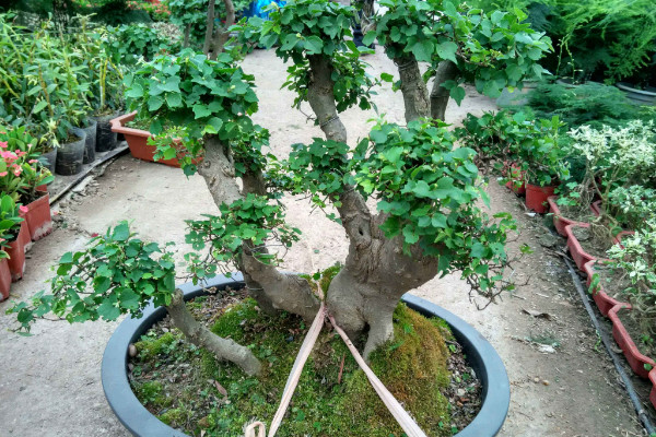 幸福樹有毒嗎，全株上下不存在任何毒性成分