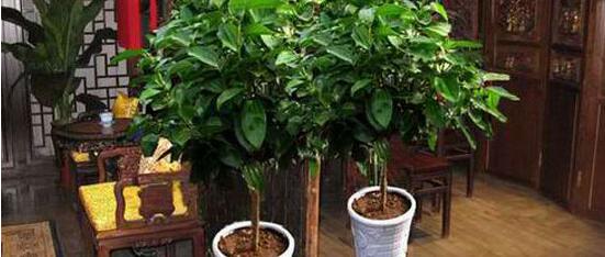 平安樹的功效與作用，保佑平安幸福