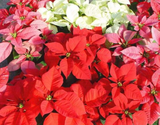 一品紅花語(yǔ)寓意是什么，代表著為你一路降妖除魔