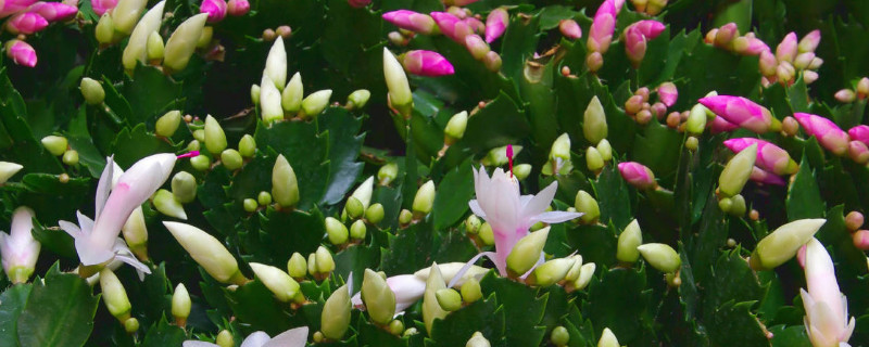 蟹爪蘭冬天怎么養(yǎng)