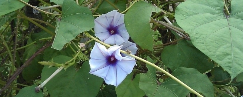 牽?；ńY(jié)果后葉子黃了枯萎了