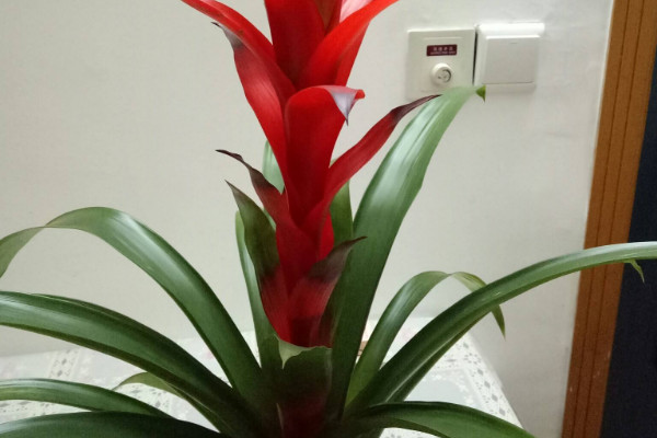 鴻運(yùn)當(dāng)頭的花有毒嗎