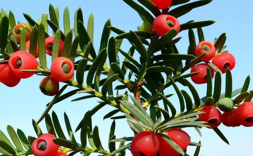 紅豆杉的修剪方法圖，注意抹芽、摘心、短截的區(qū)別