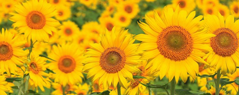 向日葵長(zhǎng)蚜蟲(chóng)了怎么辦