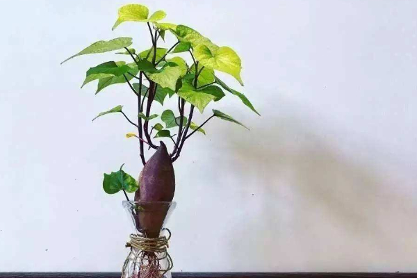 水培紅薯的養(yǎng)殖方法和注意事項