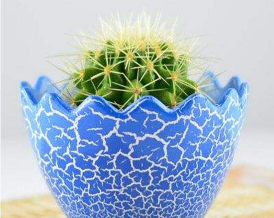 仙人球能治什么病，仙人球的作用與功效