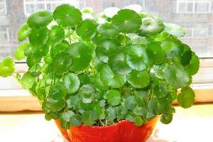 銅錢草怎么養(yǎng)比較茂盛，銅錢草的養(yǎng)殖方法