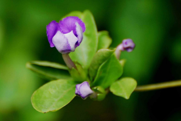 鴛鴦茉莉?yàn)槭裁吹羧~子