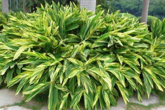 萬年青植物有幾種，盤點最令人欣賞的十大品種