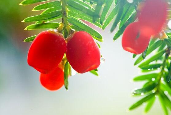 水杉與紅豆杉的區(qū)別，教你三種區(qū)別方法(葉子/果子/習性)