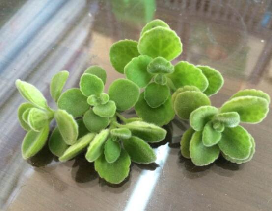 碰碰香怎么扦插，春夏秋季均可/以最基部枝條為主