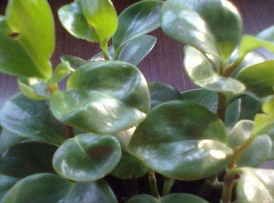 青葉碧玉怎么養(yǎng)，掌握八大核心保證你家的碧玉爆盆綠油油