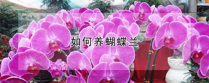 如何養(yǎng)蝴蝶蘭