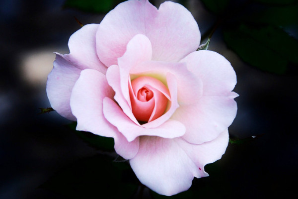 玫瑰花移栽注意事項(xiàng)