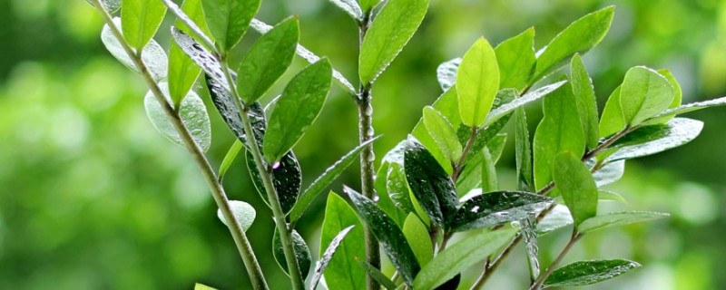 金錢(qián)樹(shù)的莖為什么起皺