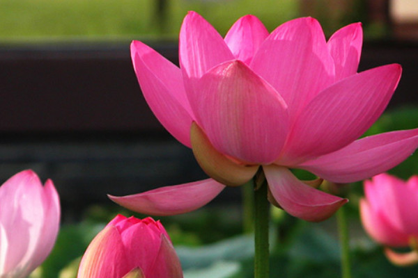 荷花不開花時(shí)是怎樣的