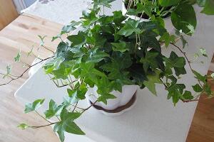 常春藤怎么養(yǎng)長(zhǎng)得快，常春藤的養(yǎng)殖方法