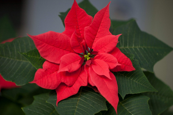 一品紅的養(yǎng)殖方法和注意事項(xiàng)，用混合營(yíng)養(yǎng)土栽植