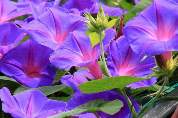 牽?；ǚN子怎么催芽