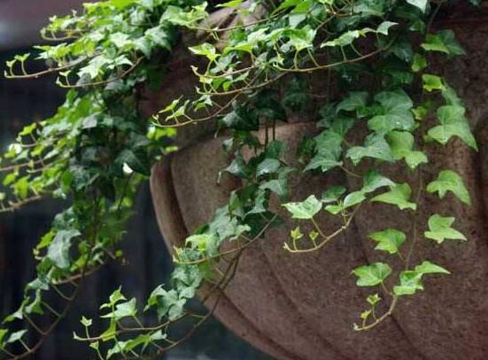 小葉常春藤的養(yǎng)殖方法，教你八個簡單易學基本方法