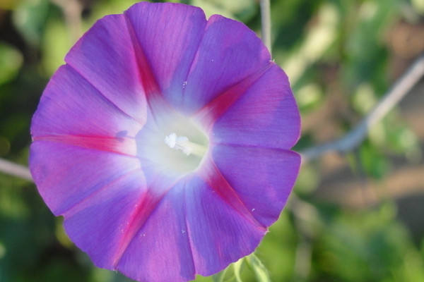 牽?；芑疃嗑? src="/nongchan/d/file/20201223/oyy50cbwdfr.jpg" / data-PZnr="p8IZur"></p>
<p data-oM3R="OOaTd3">
	牽?；ǖ纳Ρ容^頑強(qiáng)，所以正常情況下都可以活2年以上，如果環(huán)境適宜，還可以活4-5年。相反，如果環(huán)境惡劣，牽牛花可能幾個(gè)月就死了，所以在人工養(yǎng)殖的時(shí)候一定要做好養(yǎng)護(hù)措施，盡量讓它活的更久。</p>
<p data-bZFK="DrCmLH">
	<strong data-535H="hihRGa">2、控制溫度</strong></p>
<p data-8Gkq="WTqXjm">
	<img alt=