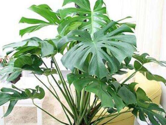 龜背竹的修剪方法圖解，主要以整株、枝頂、整修修剪為主