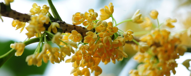 桂花有幾個(gè)品種