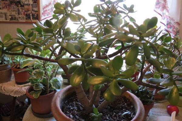 玉樹換盆注意事項(xiàng)，注意換盆時(shí)間以及根部的修剪