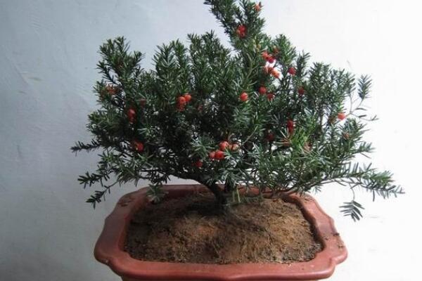室內(nèi)養(yǎng)殖紅豆杉的方法，家庭養(yǎng)殖紅豆杉的五個要點