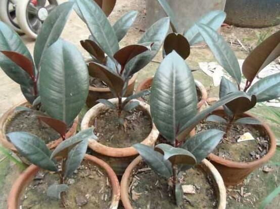 橡皮樹喜歡什么肥料，氮肥為主、磷鉀肥為輔