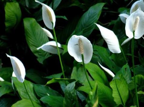 水培一帆風(fēng)順的養(yǎng)殖方法，水質(zhì)的要求最重要