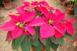 一品紅在室內(nèi)養(yǎng)好不好，不適合放在室內(nèi)（帶有毒性）