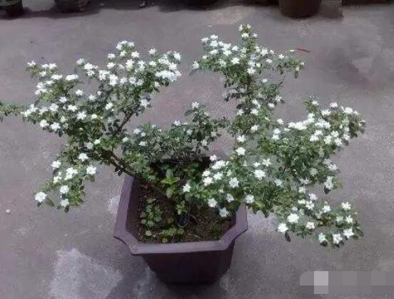 怎樣養(yǎng)好六月雪，盆土是關(guān)鍵/做好澆水施肥