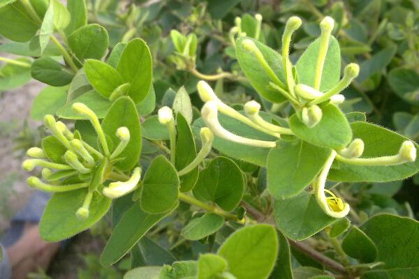 金銀花冬季如何修剪，小寒到立春之間進(jìn)行修剪