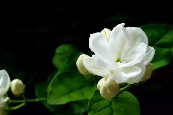 北方地區(qū)如何養(yǎng)茉莉花