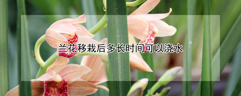 蘭花移栽后多長時(shí)間可以澆水