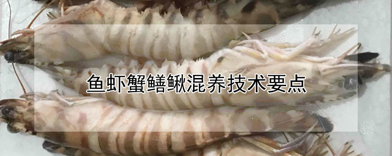 魚蝦蟹鱔鰍混養(yǎng)技術(shù)要點