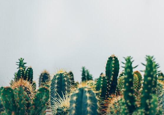 仙人掌怎么澆水和施肥，教你三個步驟便可生長枝葉翠綠