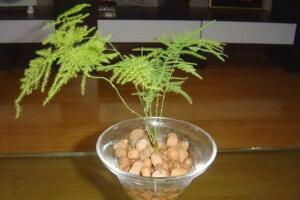 文竹泡水里能長(zhǎng)根嗎，能長(zhǎng)根但需要營(yíng)養(yǎng)液等輔助