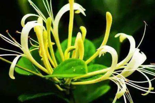 金銀花扦插方法和時間