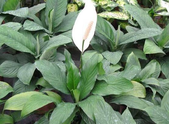 一帆風(fēng)順花蔫了怎么辦，教你四種解決辦法(花大色艷)