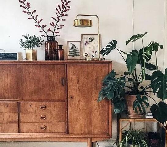 龜背竹葉子黃了怎么辦，要從土壤和澆水等4方面入手解決