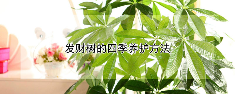 發(fā)財樹的四季養(yǎng)護方法