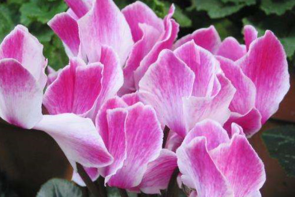 仙客來(lái)冬天怎么養(yǎng)