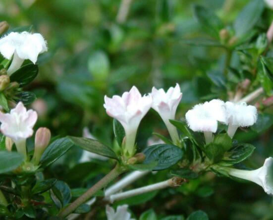 六月雪養(yǎng)殖技術(shù)，老農(nóng)總結(jié)六點(diǎn)必要養(yǎng)護(hù)方法(枝葉翠綠)