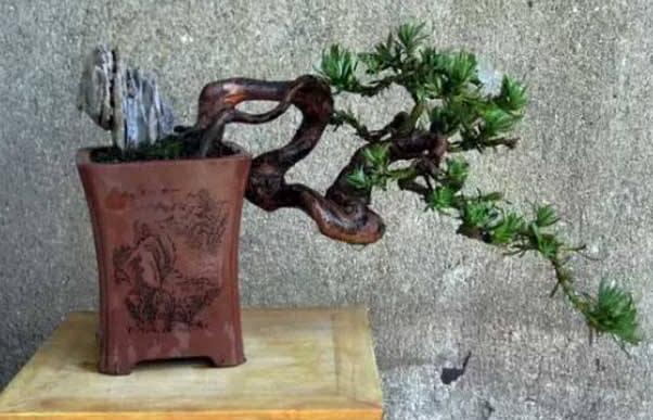 小葉羅漢松怎么養(yǎng)，掌握最佳的養(yǎng)殖方法最重要