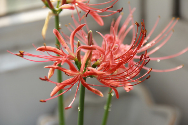 彼岸花澆水注意事項(xiàng)