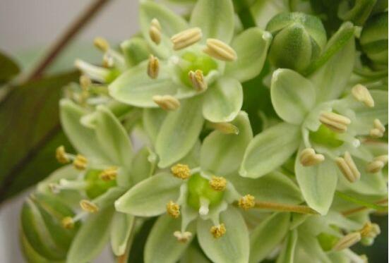 萬年青樹的種類，好看的六種萬年青圖片欣賞