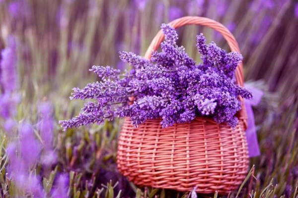 薰衣草花語和象征意義，象征著愛情與友情